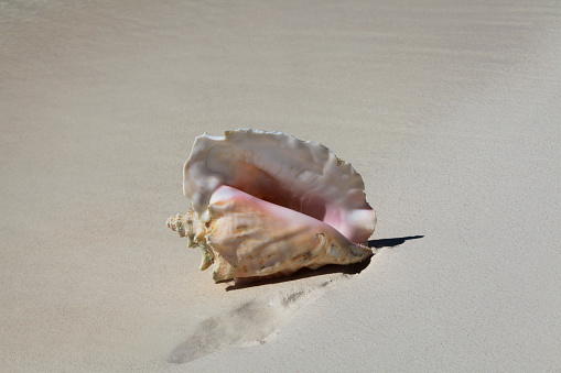 Conch shell on sandy beach, Archipelago, Los Roques, Venezuela.