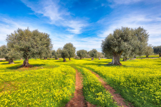 Beautiful meadow field with fresh yellow dandelion flowers and olive branch in nature.