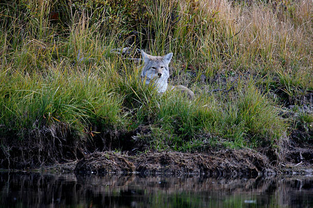 Coyote on the River stock photo