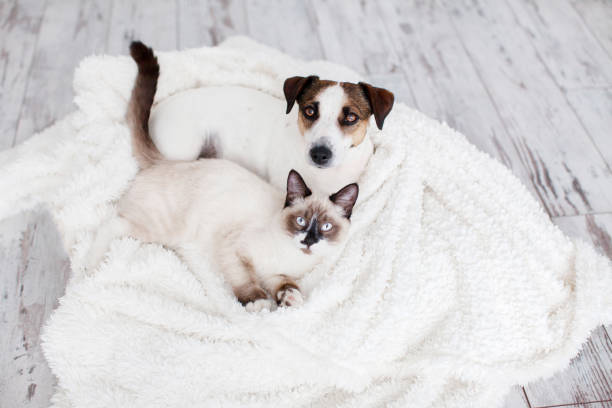 istock Cat and dog together under white plaid 1469996355