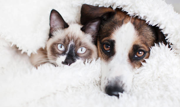 Cat and dog together under white plaid. Friendship kitten and puppy. Dog and cat friends