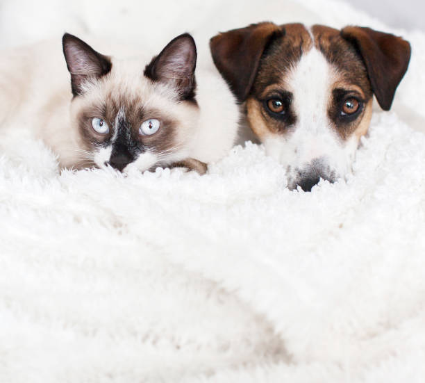 istock Cat and dog together on white plaid 1469996364