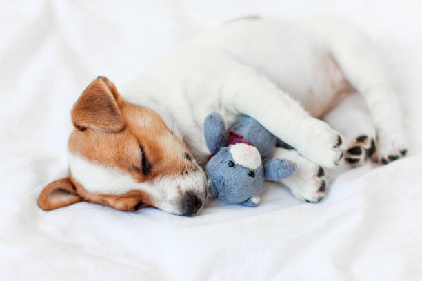 istock Cute pupppy dog sleeping in bed with fluffy toy 1469996365