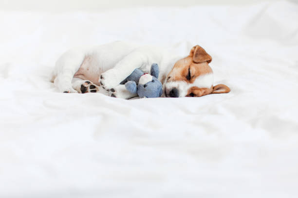 istock Cute pupppy dog sleeping in bed with fluffy toy 1469996366