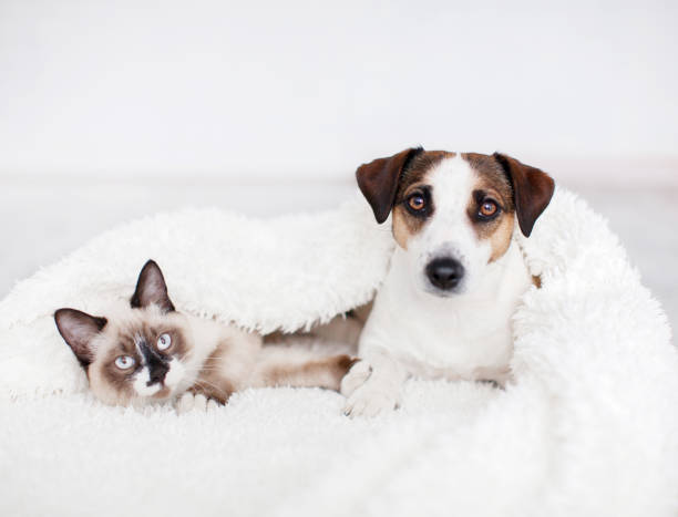 istock Cat and dog together under white plaid 1469996372
