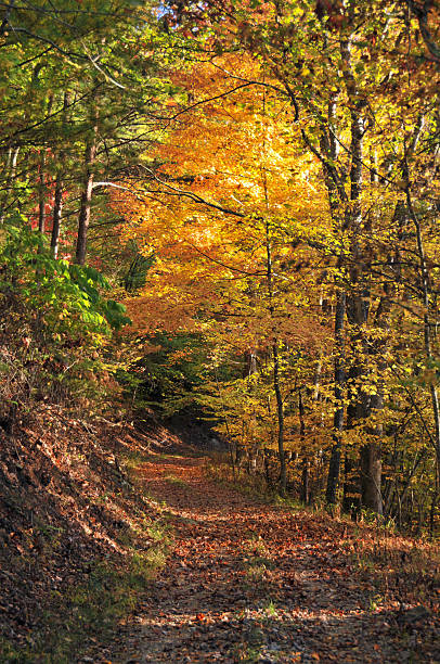 istock Autumn woodland road 146999694