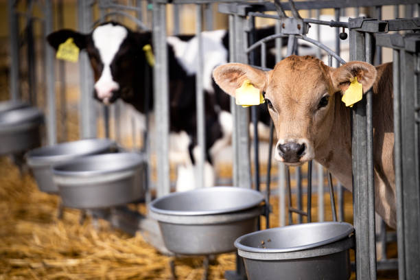 istock Cattle reproduction and calves being kept inside the box separately at dairy farm. 1469997089
