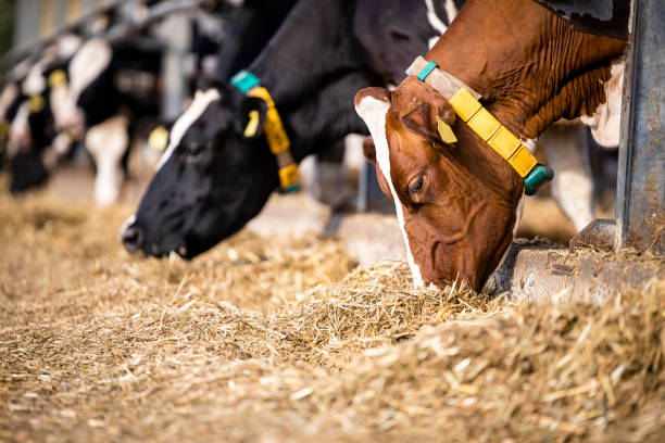 rebanho de vacas comendo feno em estábulo em fazenda leiteira. - ayrshire cattle cow husbandry cattle - fotografias e filmes do acervo