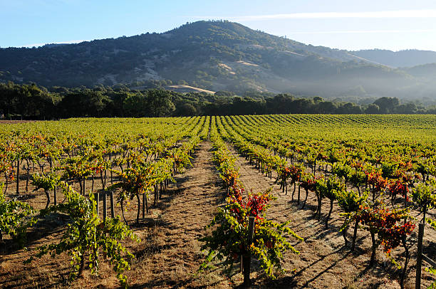 Beautiful scenic vineyard field in Sonoma County wine country at Jack London State Historic Park, Glen Ellen, California.