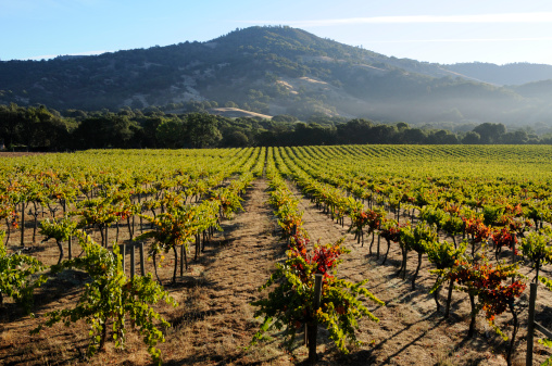 Morning on a California Pinot Noir Vineyard, Mendocino County