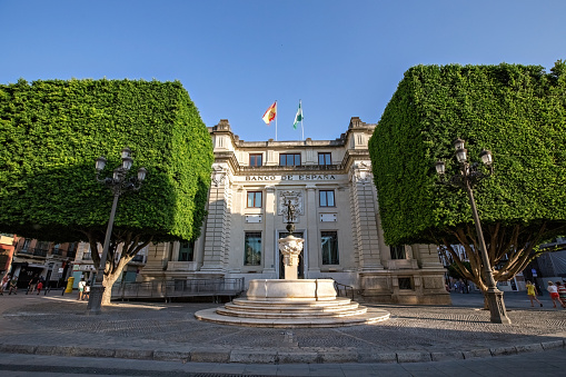 Cube shaped trimmed trees in the historical center of Seville next to the Bank of Spain, Andalusia, Spain