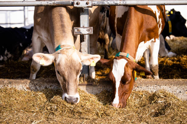 vacas jovens comendo comida na fazenda. - ayrshire cattle cow husbandry cattle - fotografias e filmes do acervo