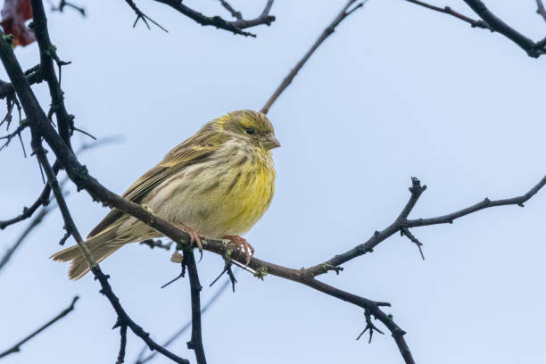 European Serin perched on a tree branch The Serin cini is the smallest of the European finches. It has a large head with a thick beak, a fairly compact body and a rather short tail. serin stock pictures, royalty-free photos & images