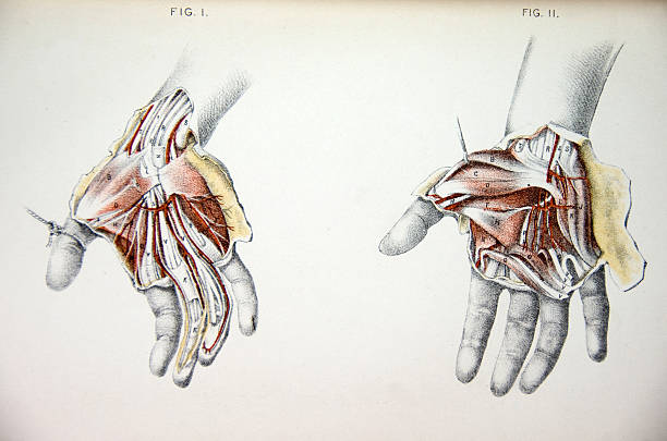 Lithograph Illustration of Human Hands vector art illustration