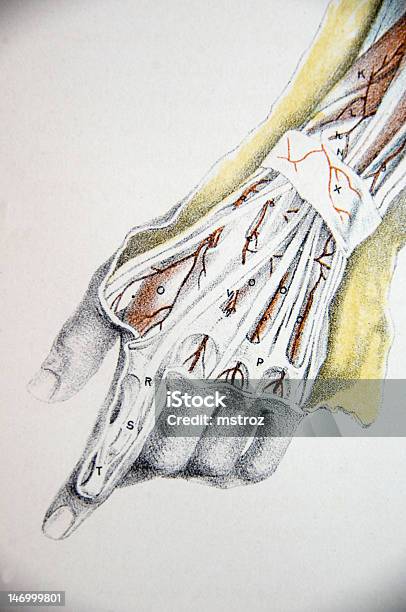 Vetores de Litografia Ilustração De Uma Mão Humana e mais imagens de Diagramas Médicos - Diagramas Médicos, Grande palmar, Tendão