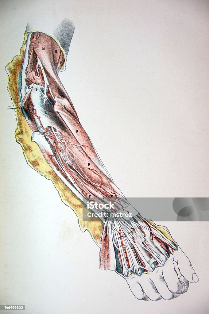 Lithograph Illustration of an Arm Being Dissected http://thebrainstormlab.com/banners/ami_banner.jpg Radial Artery stock illustration