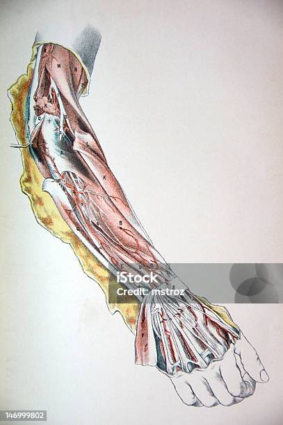 Lithograph Illustration Of An Arm Being Dissected Stock Illustration - Download Image Now - Radial Artery, Lithograph, Anatomy