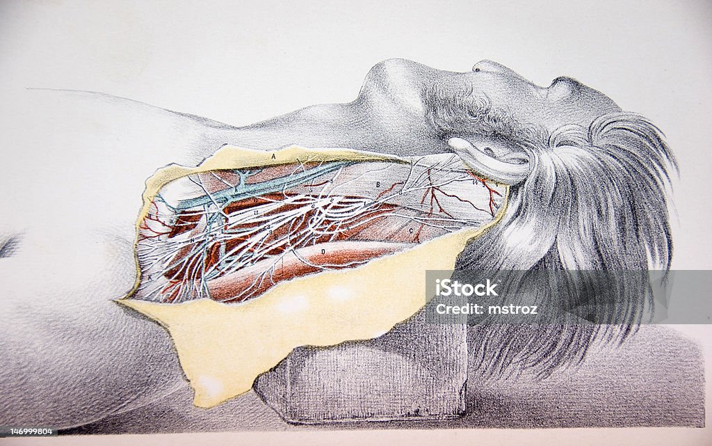 석판화 일러스트레이션 휴머니즘 네클 동안 Dissection - 로열티 프리 목신경 스톡 일러스트