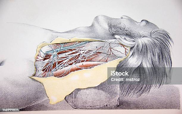 석판화 일러스트레이션 휴머니즘 네클 동안 Dissection 목신경에 대한 스톡 벡터 아트 및 기타 이미지 - 목신경, 0명, 건강관리와 의술