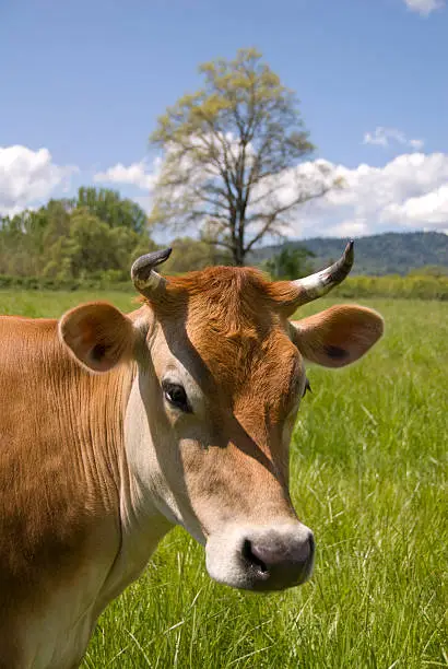 A sweet cow looks at you in her fertile green field, under California blue skies.