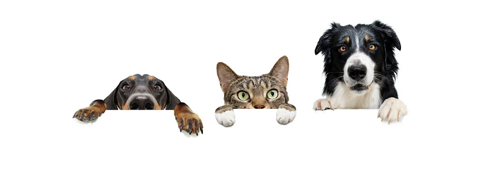 Banner three pets. border collie and dachshund dogs and cat, hanging its paws in a blank. Isolated on white background.