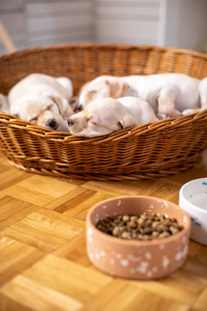 istock Cute puppies sleeping in their bed 1470000083