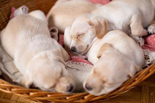 Cute Labrador baby dogs sleeping in their bed. Puppies are beautiful and white.