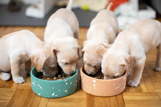 istock Cute puppies eating from their bowls 1470000098