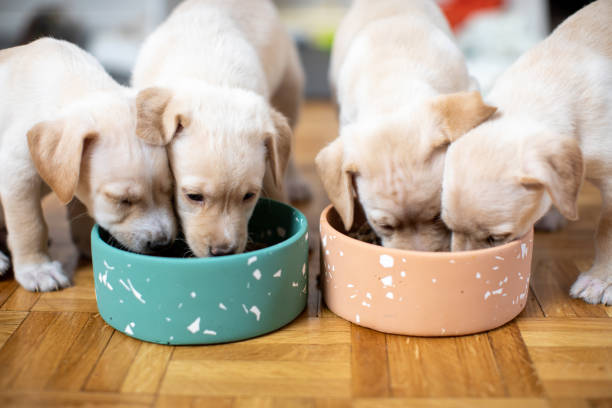 istock Cute puppies eating from their bowls 1470000099
