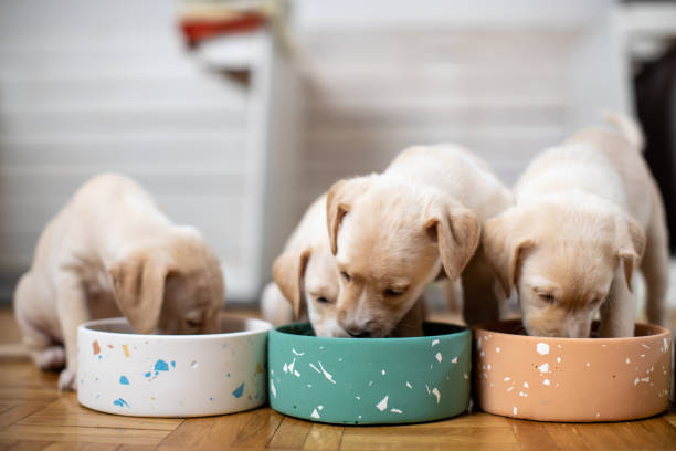 istock Cute puppies eating from their bowls 1470000113