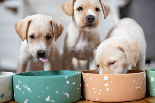 Cute Labrador baby dogs eating from their bowl. Puppies are beautiful and white.