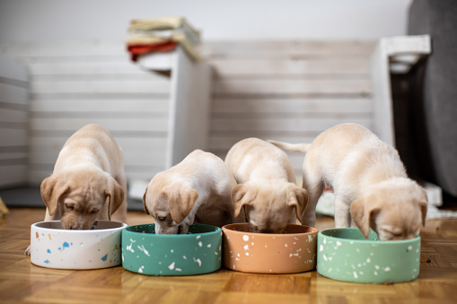 Cute Labrador baby dogs eating from their bowl. Puppies are beautiful and white.