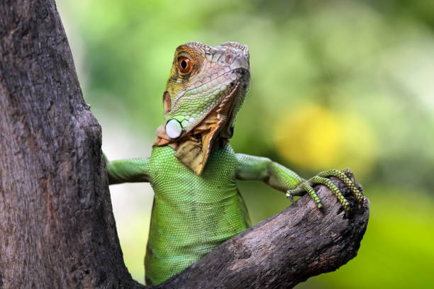 istock Baby red iguana closeup 1470000750
