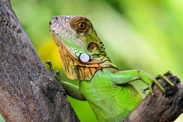 istock Baby red iguana closeup 1470000816