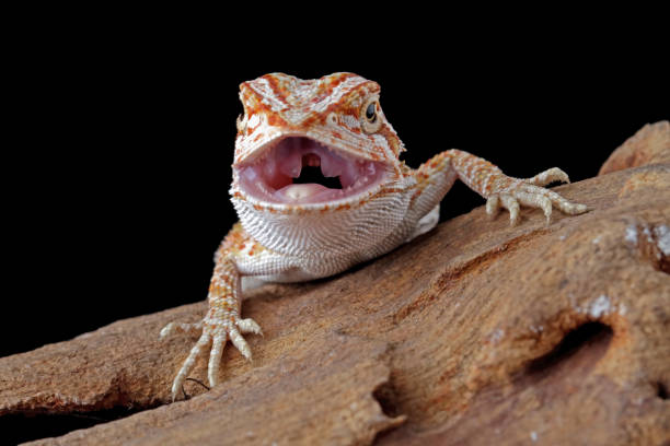 istock bearded dragon sitting on wood 1470000891