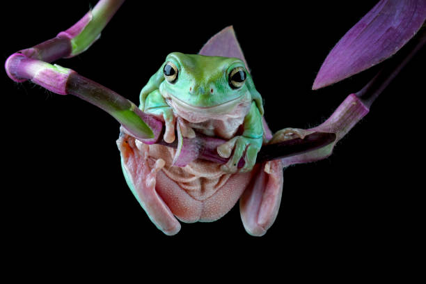 가지��에 덤피 개구리 (리토리아 카에룰레아) - whites tree frog 뉴스 사진 이미지
