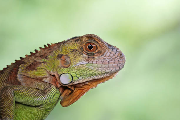 istock Baby red iguana close-up 1470001298
