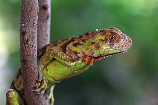 istock Baby red iguana close-up 1470001382