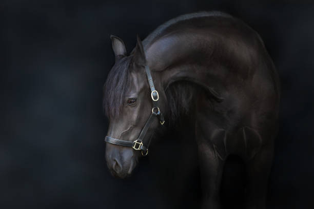 istock Black stallion close up portrait on black background 1470001606