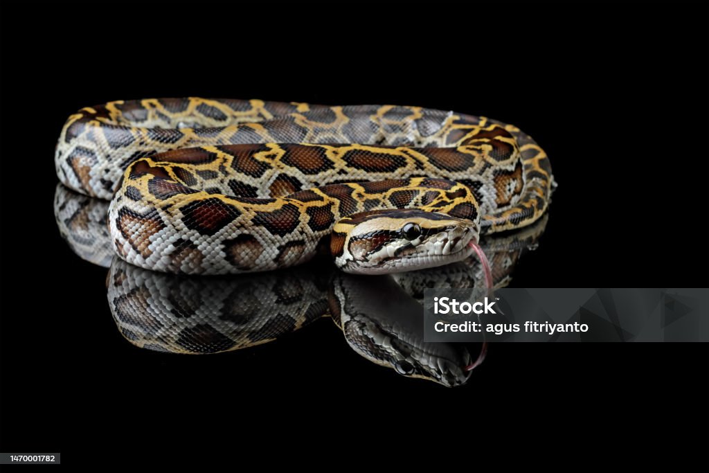 premium photo | snake burmese python molurus... Python Molurus Bivittatus Isolated On Black Background Stock Photo ...