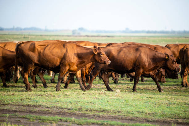 istock Herd of cows walking and going on pasture to graze. 1470001902