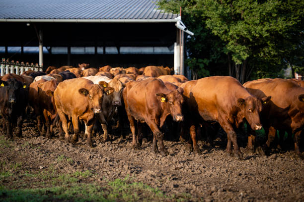 istock Herd of cows walking out the cowshed and going on pasture to graze. 1470002063