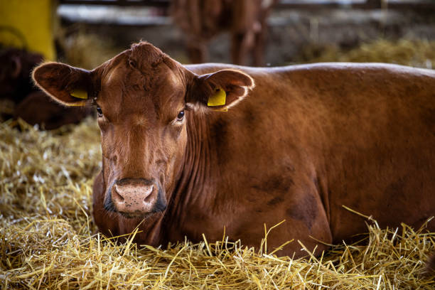 istock Cow resting in cowshed at the farm. 1470002594