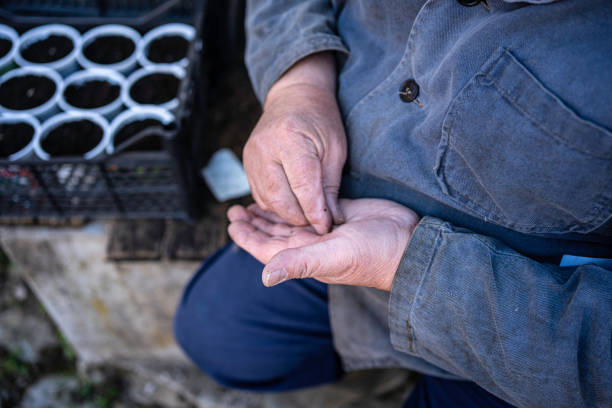 Active senior man planting tomato seeds to prepare the seedlings for the vegetable garden.