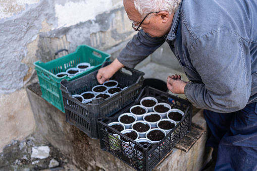 Active senior man planting tomato seeds to prepare the seedlings for the vegetable garden.