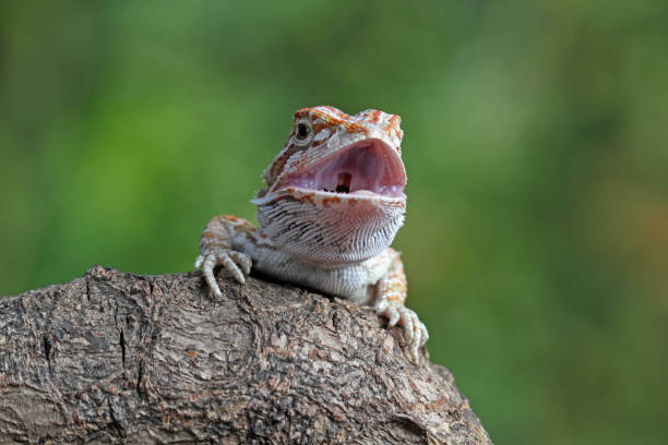 istock Baby bearded dragon sitting on wood 1470003064