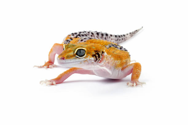 istock Fat-tailed geckos isolated on white background 1470003200