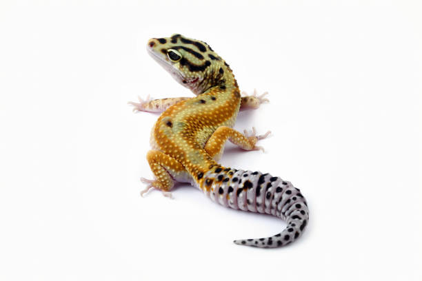 istock Fat-tailed geckos isolated on white background 1470003283