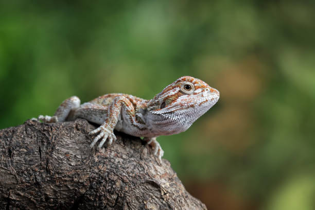 istock Baby bearded dragon sitting on wood 1470003287