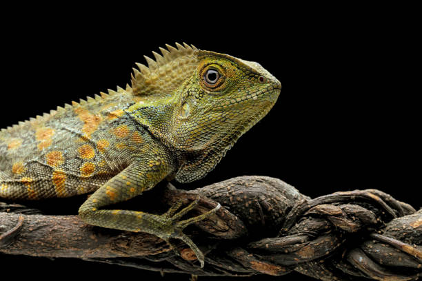 istock Forest dragon reptile on a branch 1470003406